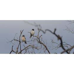 <em>Artamus personatus</em>, Masked Woodswallows. Hattah National Park, Victoria.