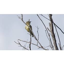 Small gold-tinged bird on bare branch.