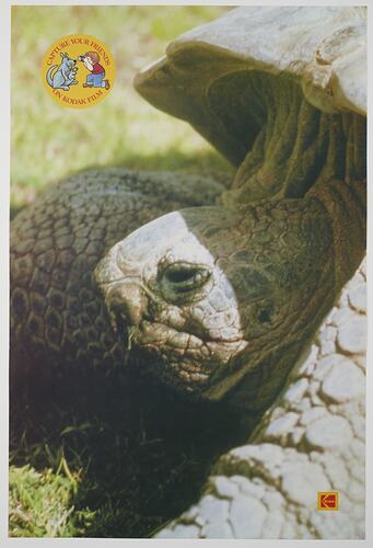 Poster - Kodak Australasia Pty Ltd, Tortoise, 'Capture Your Friends on Kodak Film', 1982-1990