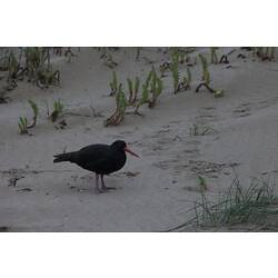 Black bird with red beak on sand.