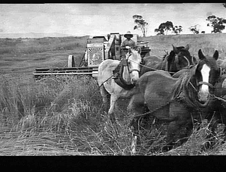 Photograph H.V. McKay Massey Harris, Farm Equipment Manufacture