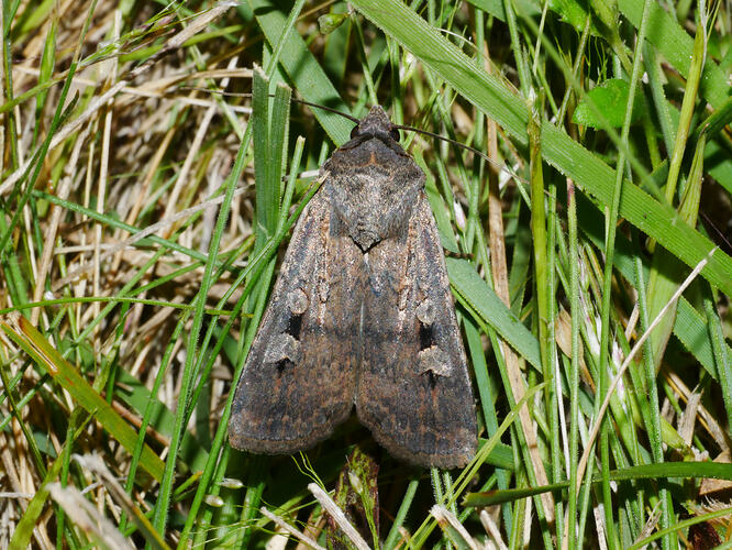 <em>Agrotis infusa</em>, Bogong Moth. Great Otways National Park, Victoria.