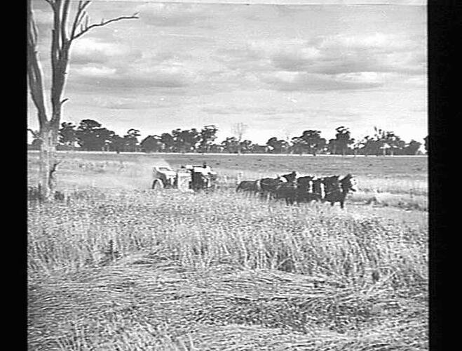 8 FT H.S.T. HEADER. CROP DOWN IN PATCHES. J.F.TAIT, MERTON VIA COROWA, N.S.W.. (10 BAG CROP).