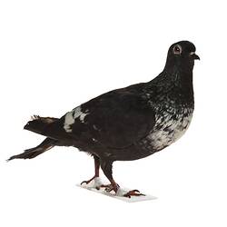 Taxidermy mount - Feral Pigeon <em>Columba livia</em>