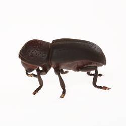 Brown beetle. Left profile.