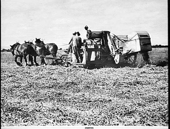E.F. HEADER WITH PICK UP ATTACHMENT HARVESTING PEAS ON MR. BAILLIEU'S PROPERTY, DALMORE (10 BAGS PER ACRE): FEB 1940