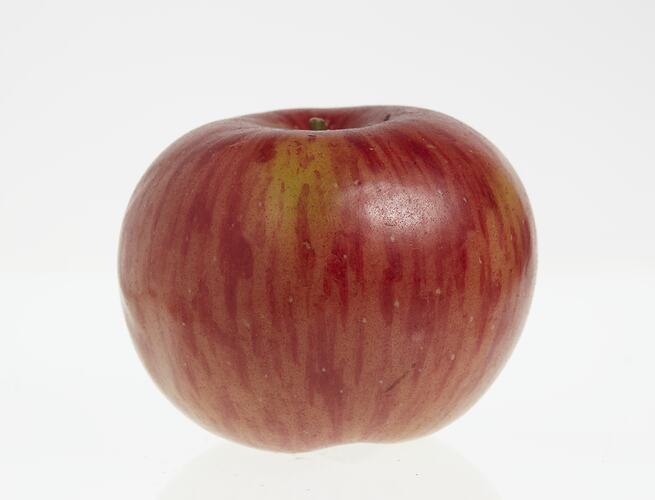Wax model of an apple painted red and yellow.
