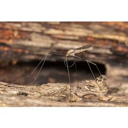 Crane Fly on rock.