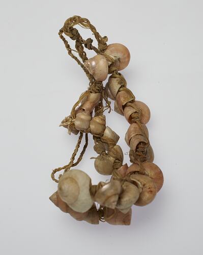Yaghan shell necklace collected by Baldwin Spencer and Jean Hamilton during their fieldtrip, 1929.
