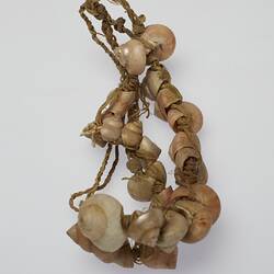 Ornament, neck, <em>Shon-upush-Ka</em> [name of this shell], Yaghan, Navarino Island, Magallanes, Chilean Antarctic, Chile, /07/1929