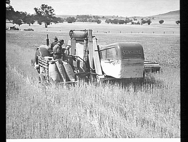 12 FT. SUNSHINE NO. 4 P.T.O. HEADER WITH WITH BAGGING PLATFORM, SHEET IRON ELEVATOR, ARRANGED TO SUIT PLATFORM AND A 30 BUSHEL GRAIN-BOX. S.M-H NO. 203 TRACTOR. HARVESTING A 15-BAG CROP OF `MAGNET' WHEAT ON PROPERTY OF MR. R. FISH, DOOKIE, VIC: DEC 1945