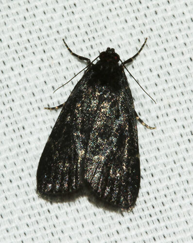 <em>Stericta carbonalis</em>, moth. Great Otway National Park, Victoria.