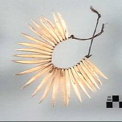 Wasekaseka | Ornament, neck. Specific locality unrecorded, Fiji. pre 1888