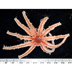 Front view of cream-pink seastar showing orange tube feet on black background with ruler.