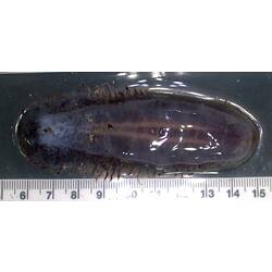 Back view of flat purple sea cucumber on black background with ruler.