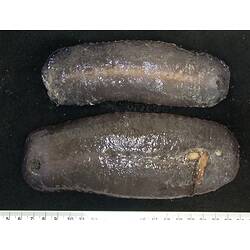 Front view of two flattened purple sea cucumbers with tentacles on black background with ruler.