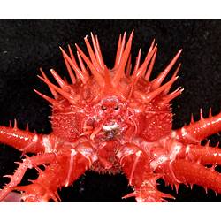 Front view close-up of spiny red king crab on black background.