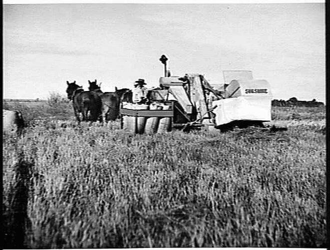 G. CHANT, LEETON: MAY 1950