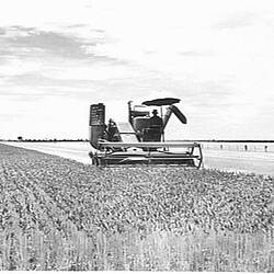 Photograph - H.V. McKay Massey Harris, Farm Equipment Manufacture & Field Trials, Warracknabeal, Victoria, Jan 1952