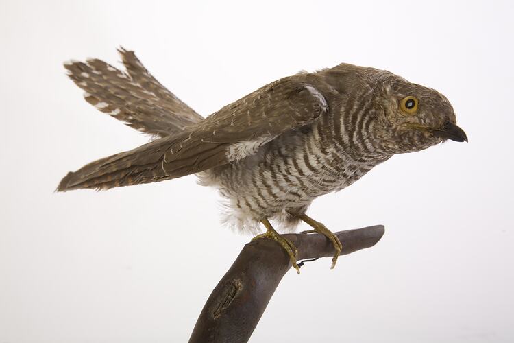 Taxidermied bird specimen with mottled white and brown feathers, perched on a branch.