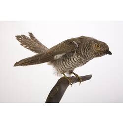Taxidermied bird specimen with mottled white and brown feathers, perched on a branch.
