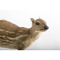 Mounted mammal specimen, detail of head and shoulders.