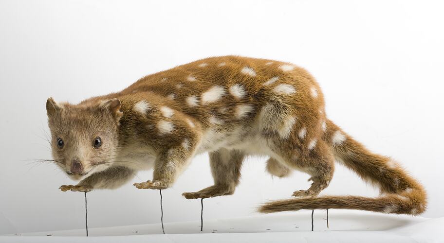 Side view of mounted Spotted Quoll specimen.