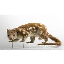 Side view of mounted Spotted Quoll specimen.