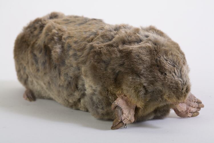 Fluffy brown mole mounted taxidermy specimen.