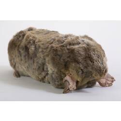 Fluffy brown mole mounted taxidermy specimen.