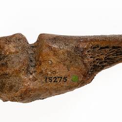 Brown fossil bone with prominent bite mark.