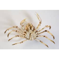<em>Leptomithrax gaimardii</em>, Giant Spider Crab. [J 46721.16]