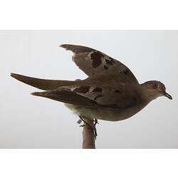 <em>Claravis godefrida</em>, Purple-winged Ground-Dove, mount.  John Gould Collection.  Registration no. 25699.