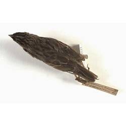 <em>Ammodramus humeralis</em>, Grassland Sparrow, skin. [B 19633]