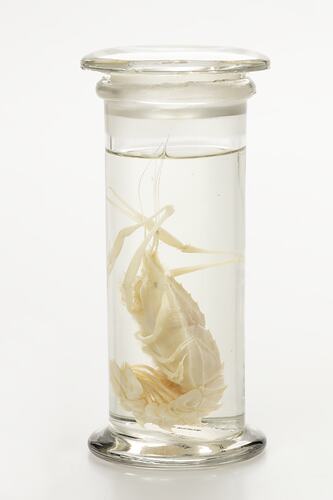 Blind lobster wet specimen in glass jar.