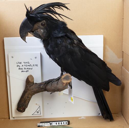 Mounted black cockatoo specimen with feathery crest.