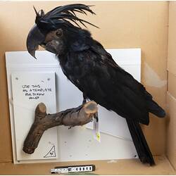 Mounted black cockatoo specimen with feathery crest.