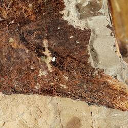 Detail of fish fossil in matrix.