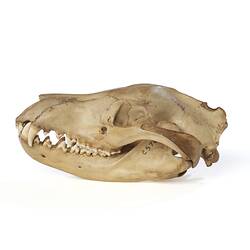 Thylacine skull specimen with jaws closed.