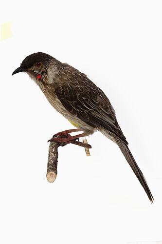 Mounted bird specimen with grey-brown feathers perched on a twig.