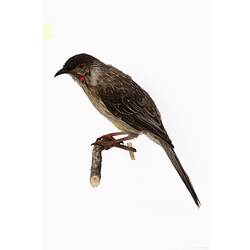 Research Focus, Victorian Birds - Red Wattlebird, <em>Anthochaera carunculata</em> (Shaw, 1790)