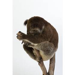 Koala specimen mounted in a sleeping pose on a branch.