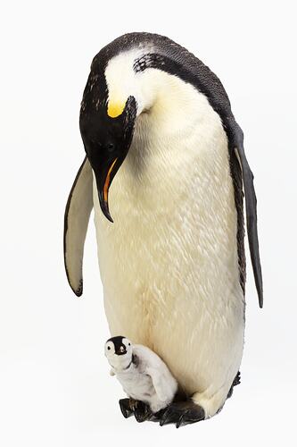 Mounted adult penguin specimen looking down at a small chick resting on its feet.