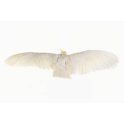 White cockatoo taxidermied mount, with wings spread.