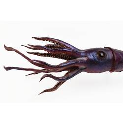 Purple squid model with flowing tentacles.