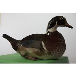 Taxidermied duck specimen.