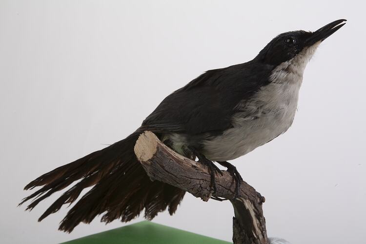 Bird specimen with white throat, chest and belly and black back mounted on branch with tail fanned.