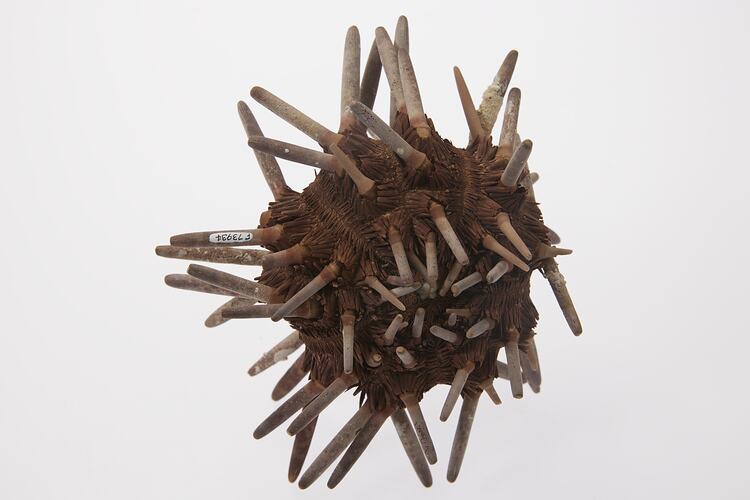 Brown urchin with blunt pale spikes.