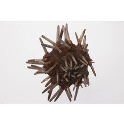 Brown urchin with blunt pale spikes.