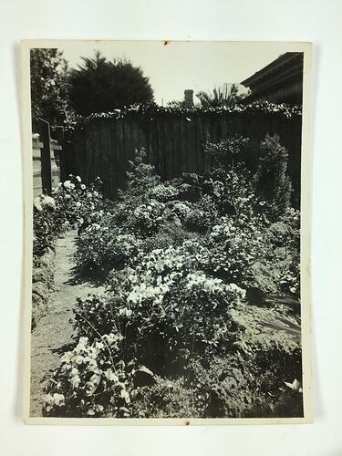 Garden bed with dirt path at left and paling fence behind.